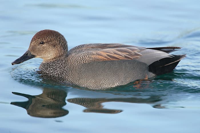 The adult male's most prominent features are black tail converts and red brown, black and white wing patches.
