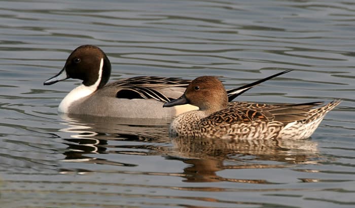 The drake (left) has a chocolate and white head pattern and a long pointed tail, while the female (right) is pale brown and like the male is slim and rakish in build.