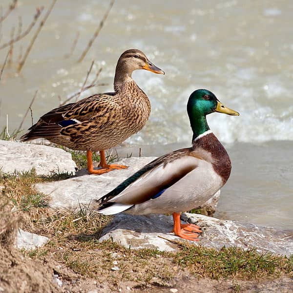 The drake (below) has a glossy green head, white collar, maroon breast and curly black tail feathers. The duck (above) has a greenish yellow bill and a violet blue wing patch.