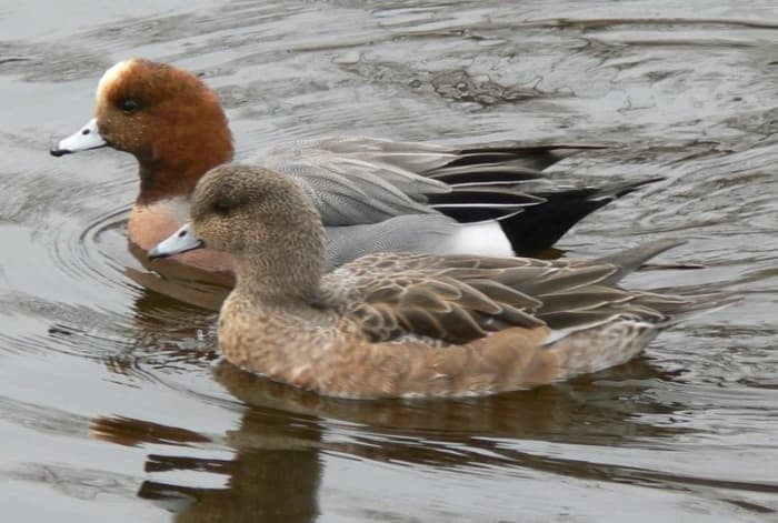 The adult male (above) has a chestnut head and pale crown, while the female (below) is more uniformly brown than other female ducks with a small bill and high forehead.