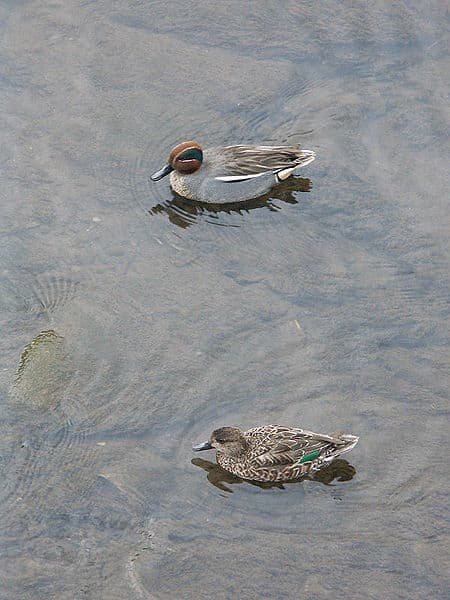 The drake (above) has a chestnut head with a green eye patch. The duck's (below) only distinguishing feature is her black and green wing patch.