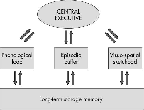 AS Psychology: The Working Memory Model - Owlcation