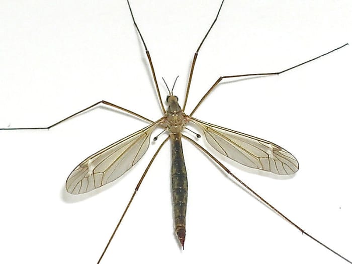This photo of a crane fly shows the head, thorax, and abdomen and the halteres behind the wings. A crane fly has similar body parts to a blow fly but is more slender.