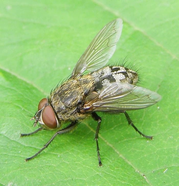 Blow Flies and Maggot Therapy for Human Wounds - Owlcation