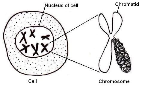 Chromosomes contain the DNA that result in our genetic differences. The 23rd chromosomes contain DNA specific to our genders.