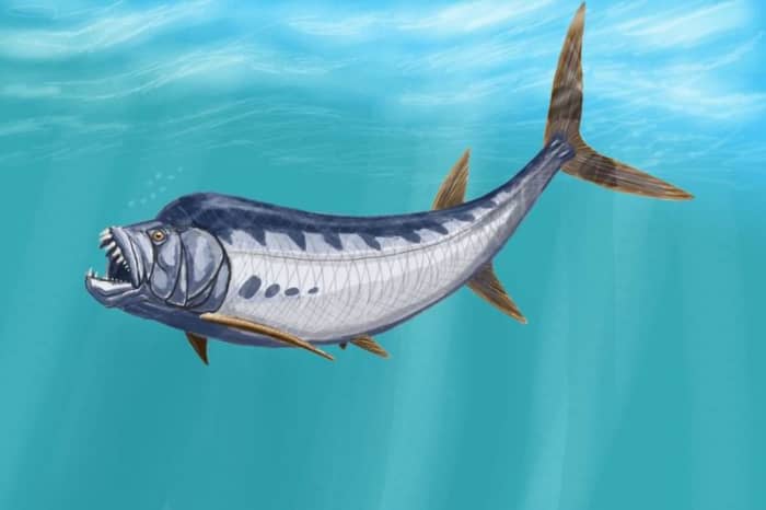 One particularly fossilised specimen shows its last meal to be another fish measuring 7 feet in length. Its likely that the last meal was also the cause of death.