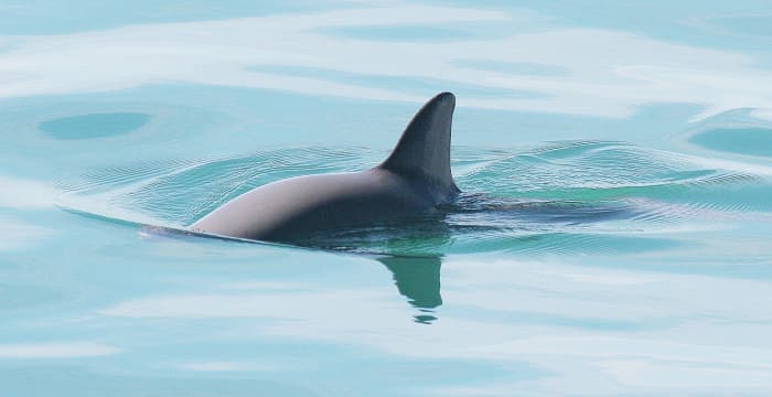 The dorsal fin of a vaquita