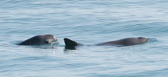 Two vaquitas; the dark ring around the eye can be seen on the animal on the left