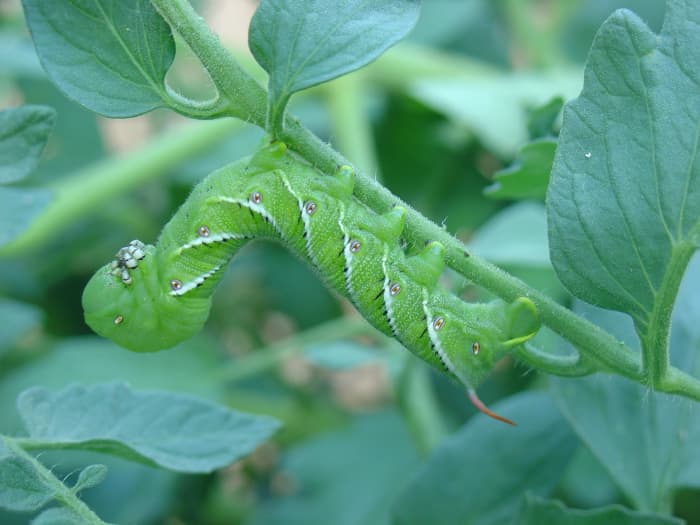 Tobacco Hornworm (note the red horn and the black-banded stripes)