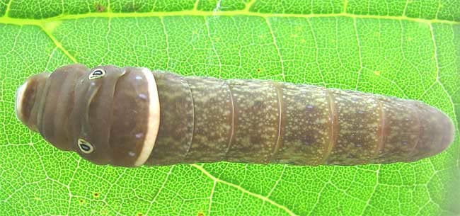 Eastern Tiger Swallowtail immediately before pupation.