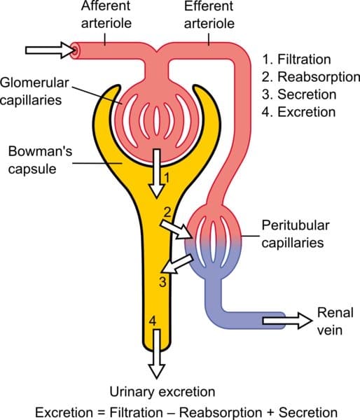 The Urinary System: Nephron and Urine Formation - Owlcation