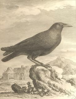 Crow illustration from Georges-Louis Leclerc, Comte de Buffon's "Histoire naturelle" encyclopedia.
