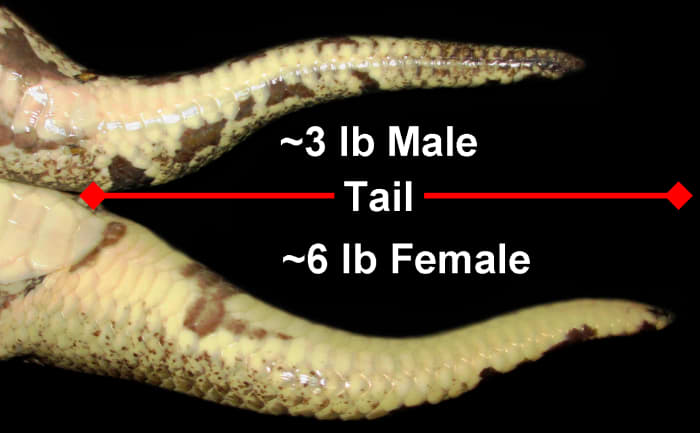 Comparing tail length in a sexually dimorphic species (Ball Pythons, Python regius), where a ~3 lb male snake possesses only a slightly shorter tail than a female snake twice its weight. Male Ball Pythons grow longer tails than females.