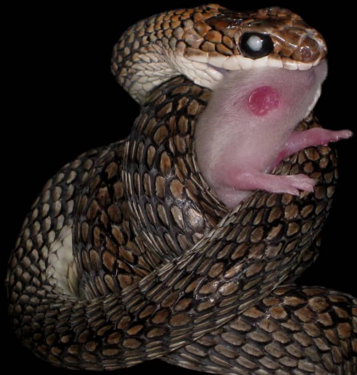 A Banded Flying Snake (Chrysopelea pelias) constricting around a fuzzy House Mouse (Mus musculus) to try to kill it before ingesting it. This snake has cataracts.