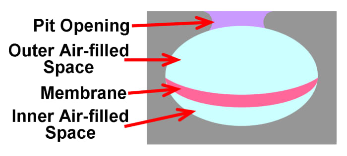 The internal anatomy of a heat-sensing pit organ (in Pitvipers), showing the opening to the external environment and the outer/inner air-filled chambers separated by the heat-sensing membrane. This membrane reflects camera flash.