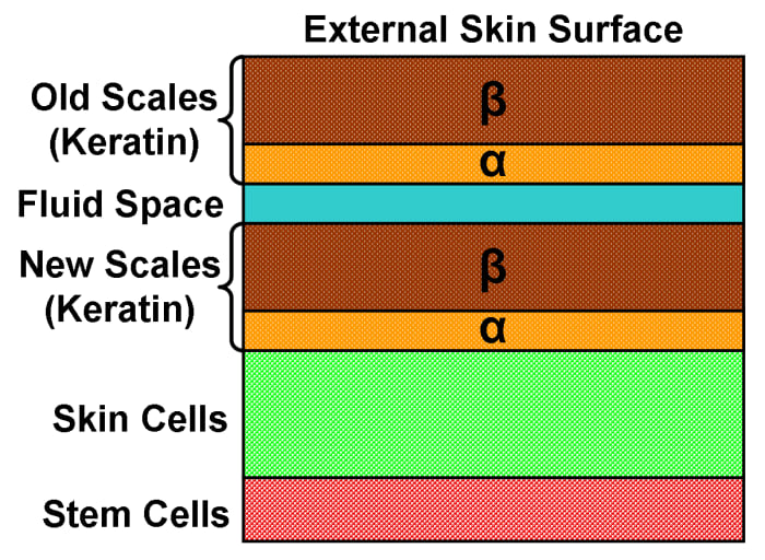 A cross-section of snake skin, showing the old, outer layer of scales in the process of being shed (with a layer of fluid separating it from the new, inner scale layer). Beneath the new scale layer is a layer of skin cells and a layer of stem cells.