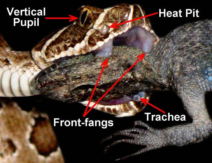A Prairie Rattlesnake (Crotalus viridis viridis) using its front-fangs to inject venom into the neck of an already dead Tree Lizard (Urosaurus ornatus). The snake's eye, heat-sensing pit, front-fangs, and trachea are emphasized.