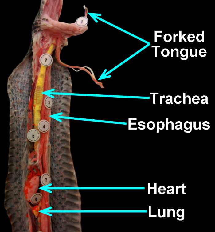 Frequently Asked Questions (FAQs) About Snakes Owlcation