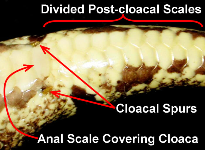Many boids possess remnants of rear-legs (femurs) in the form of cloacal spurs that border the sides of the anal plate (and the cloaca, underneath). The post-cloacal scales are divided in this Ball Python (Python regius).