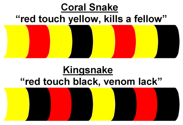 Comparing deadly Coral Snake and harmless Kingsnake color-ring patterns. The yellow color may, on occasion, be substituted for a white color. These generalizations do not account for the very rare "mutant" snake.