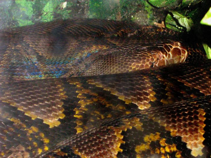 The Reticulated Python (Python reticulatus) grows to be the longest snake in the world, at 33' long. This individual is only 17' long, 120 lbs, and resides at the Fort Wayne Children's Zoo.
