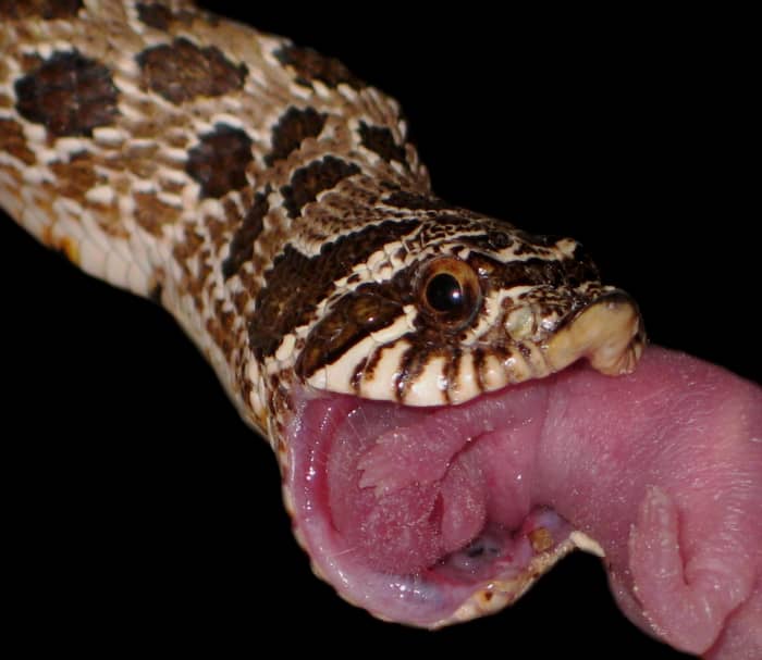 A Western Hognose Snake (Heterodon nasicus) swallowing a live pinkie House Mouse (Mus musculus). Pinkie mice are often recognized by snakes to be harmless prey that can be safely procured in its native state.