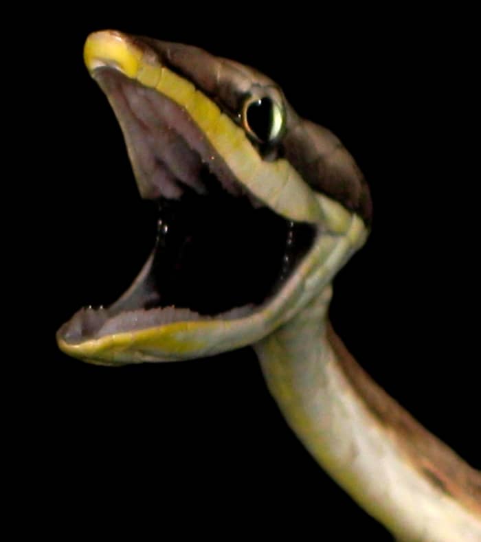 A Brown Vine Snake (Oxybelis aeneus) showing off the black lining in its mouth in a defensive display. This is an example of convergent evolution with the one of the world's most effective human killers: the Black Mamba (Dendroaspis polylepis).