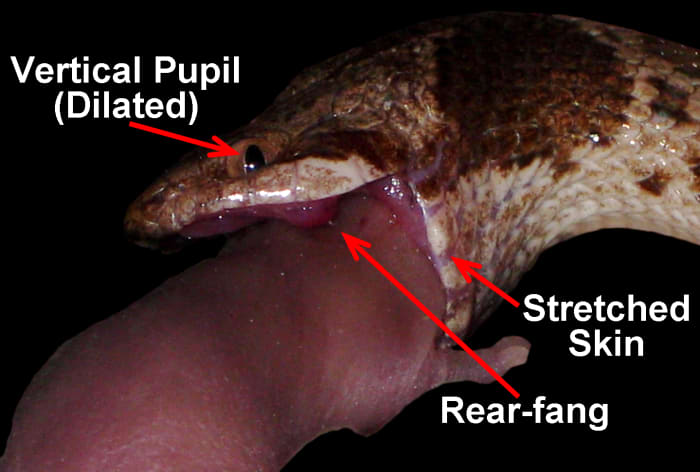 A Night Snake (Hypsiglena torquata) using its rear-fangs to inject venom into the body of a live pinkie House Mouse (Mus musculus). The snake's dilated vertical pupil, rear-fang, and stretched skin are emphasized.