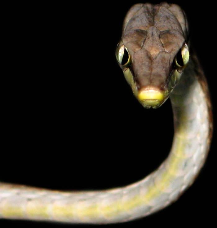 Brown Vine Snakes (Oxybelis aeneus) are arboreal snakes that possess a slender snout and bulging, round eyes that permit a wide binocular field of view and enable the accurate acquisition of prey (namely birds and lizards).