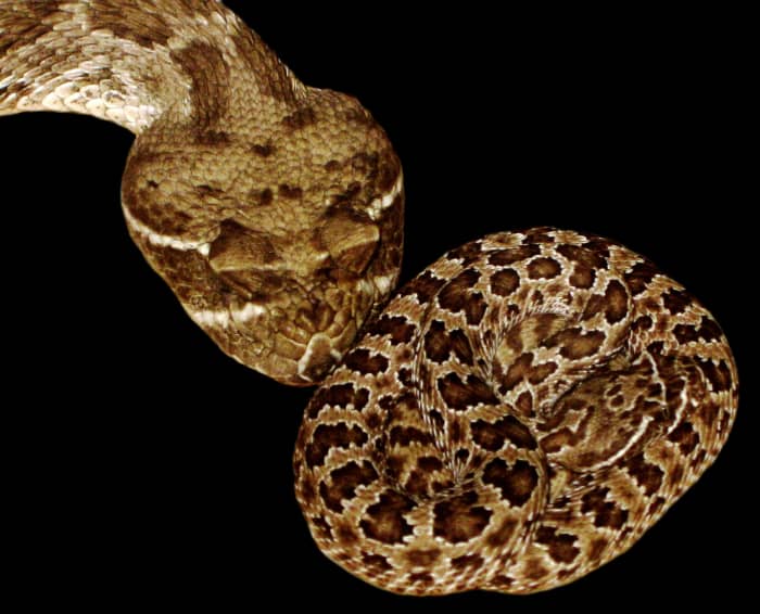 An adult Prairie Rattlesnake (Crotalus viridis viridis) lying its head down next to a baby. Adult venomous snakes generally pose more than 5x the threat to human well-being than neonates do.