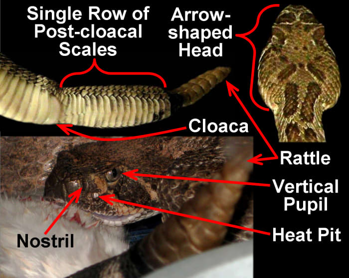 A set of five general rules/guidelines that serve as an easy reference tool for quickly identifying Pitvipers in the United States. Keep in mind that only Rattlesnakes will possess a rattle at the end of their tail.