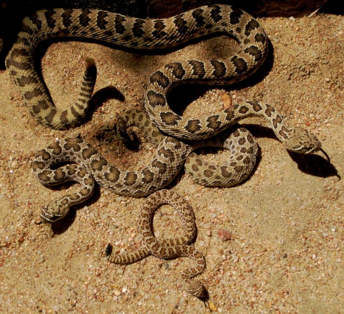 Three Prairie Rattlesnakes (Crotalus viridis viridis) of various sizes/ages to illustrate how being cold-blooded permits these snakes to thrive in low-energy environments, such as deserts.