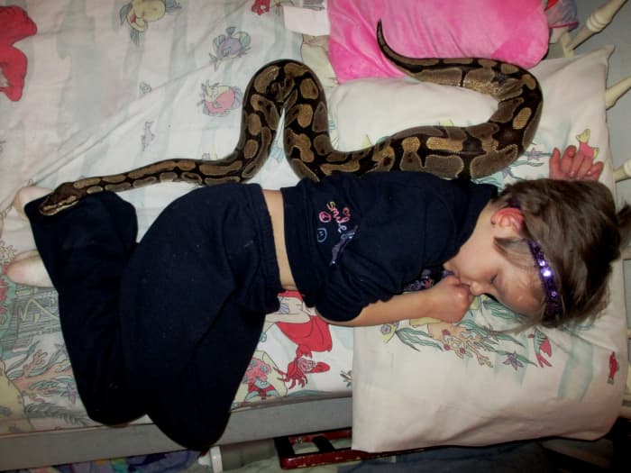 Is this snake "sizing up" its next meal? No. This snake is ~15% of the size needed to eat this child. Snakes don't "size up" prey in the wild by laying down next to them first....they use their eyes to ascertain the size-based edibility of prey.