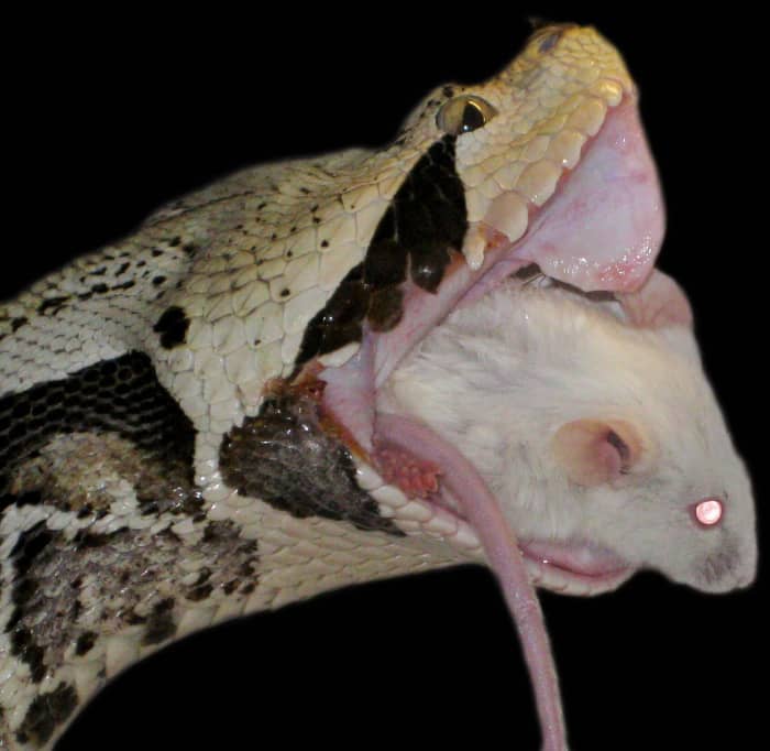 The Gaboon Viper (Bitis gabonica) is known to grow the world's largest snake fangs (as long as 2.2") and produce the most snake venom, with as much as 9.7 ml of venom (2.4 kg of dried venom) from a single individual.