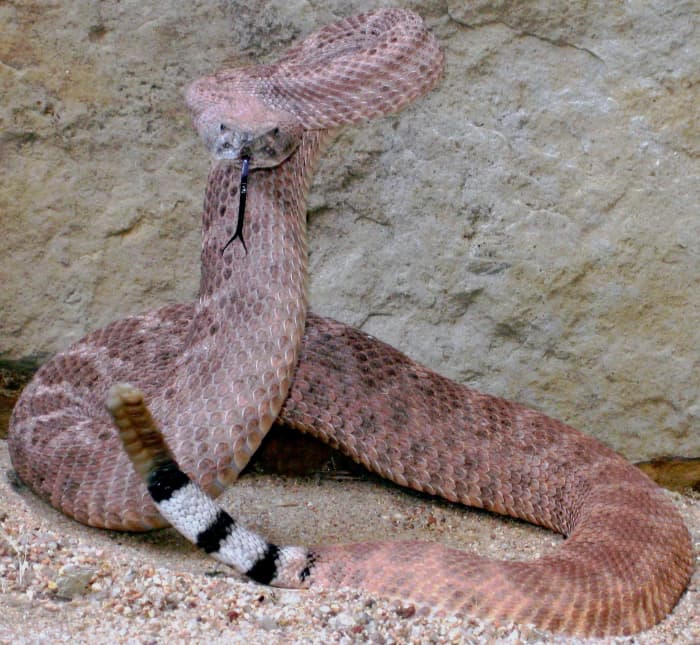 A Western Diamondback Rattlesnake (Crotalus atrox) assuming a classic strike posture upon being backed into a corner. Such defensive behavior is commonly mistaken as being snake aggression.