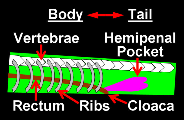Male snakes have hemipenes, which are a pair of copulatory organs that exist as an outpocketing near the end of the cloaca. The ribs stop around the cloaca, which is where the tail of a snake officially begins.
