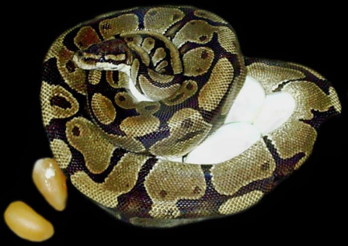A ~4.5' Ball Python (Python regius) curling around her 9 leathery eggs (that are nearly chicken egg-sized) to warm and protect them. The two orange-colored eggs off to the side were "duds" (infertile/"stillborn") that did not develop normally.
