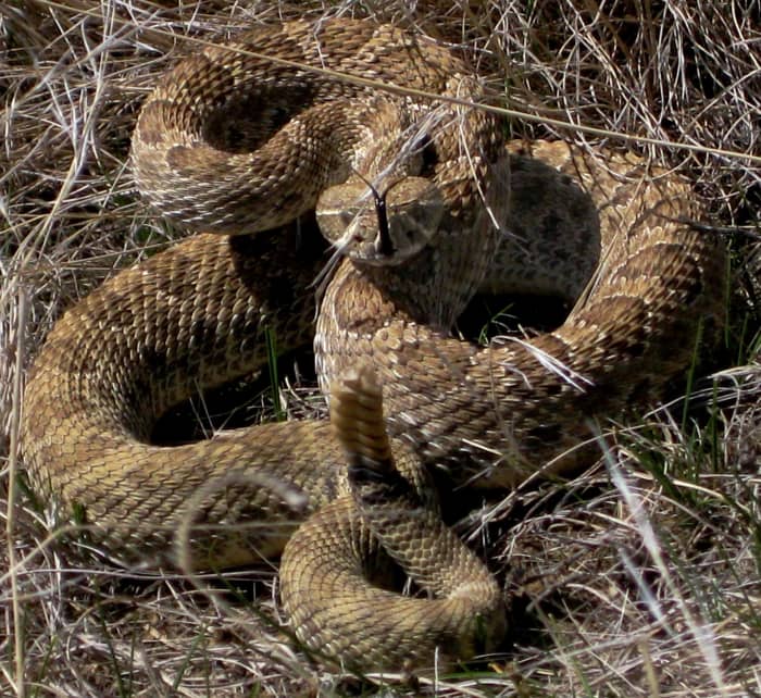 A Prairie Rattlesnake (Crotalus viridis viridis), which is the ideal candidate for these five quick-and-dirty rules for identifying Pitvipers in the United States. Rattlesnakes are limited in distribution to the Americas.