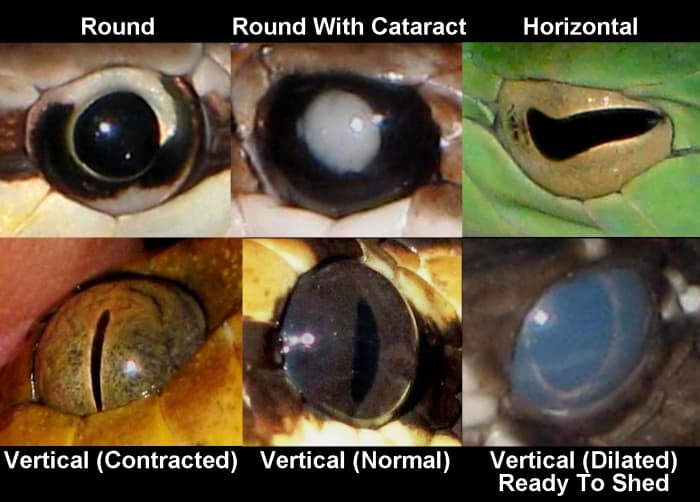 Snakes most commonly have round pupils, horizontal pupils, or vertical pupils. Vertical pupils can dilate to the point that they almost appear to be round. Snake vision may be inhibited before shedding (having blue eyes) or by cataracts.