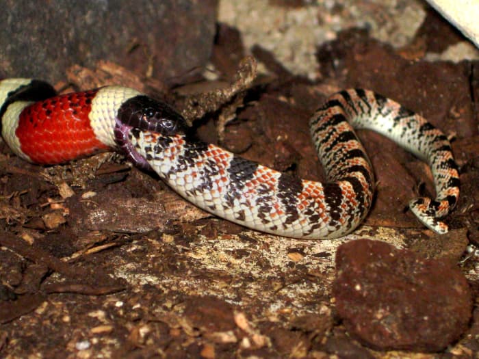 A Sonoran Coral Snake (Micruroides euryxanthus) eating a Long-nosed Snake (Rhinocheilus lecontei), which was just slightly smaller than the Coral Snake.