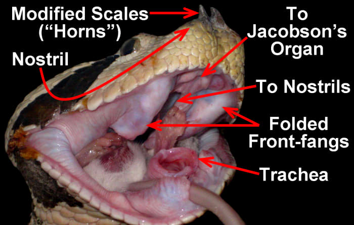 A Gaboon Viper (Bitis gabonica) swallowing a House Mouse (Mus musculus), emphasizing the folded up front-fangs, extended trachea, "horns," nostril, and the mouth roof openings to the nostrils and Jacobson's organ.