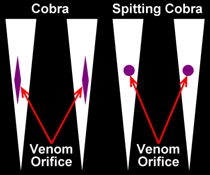 Front-view comparison between "normal" Cobra fangs and Spitting Cobra fangs, showing the long, shallow, roughly diamond-shaped exit orifices for the venom of "normal" Cobras and the roughly "circular" exit orifices for the venom of Spitting Cobras.