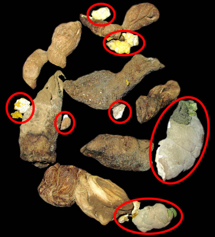 This is a large load of solid waste excreted by a 4' long Ball Python (Python regius), with the uric acid pellets circled in red and the brown "hairballs" (undigested rat hair). Snakes tend to "store" hairballs and only excrete them every so often.