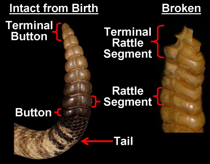 Comparing a rattle that a snake has retained since birth (with its rounded, terminal button) to a rattle that a snake has broken off at least once (with its rough, terminal rattle segment). The intact rattle is 7 rattles long (plus the button; b+7).