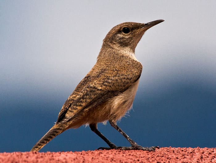 The house wren shares some range with the Carolina Wren. The two birds also share some physical characteristics but are easy to distinguis.