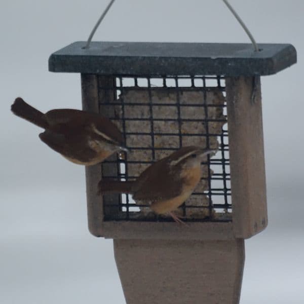 Carolina Wrens will visit feeding stations, especially in winter. They love to snack on suet during the cold months.