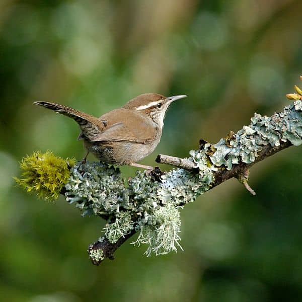 Bewicks wren closely resembles Carolina Wren. Bewicks wren has a longer tail and is lighter in color on the breast. Bewicks wren is also limited to the western U.S.