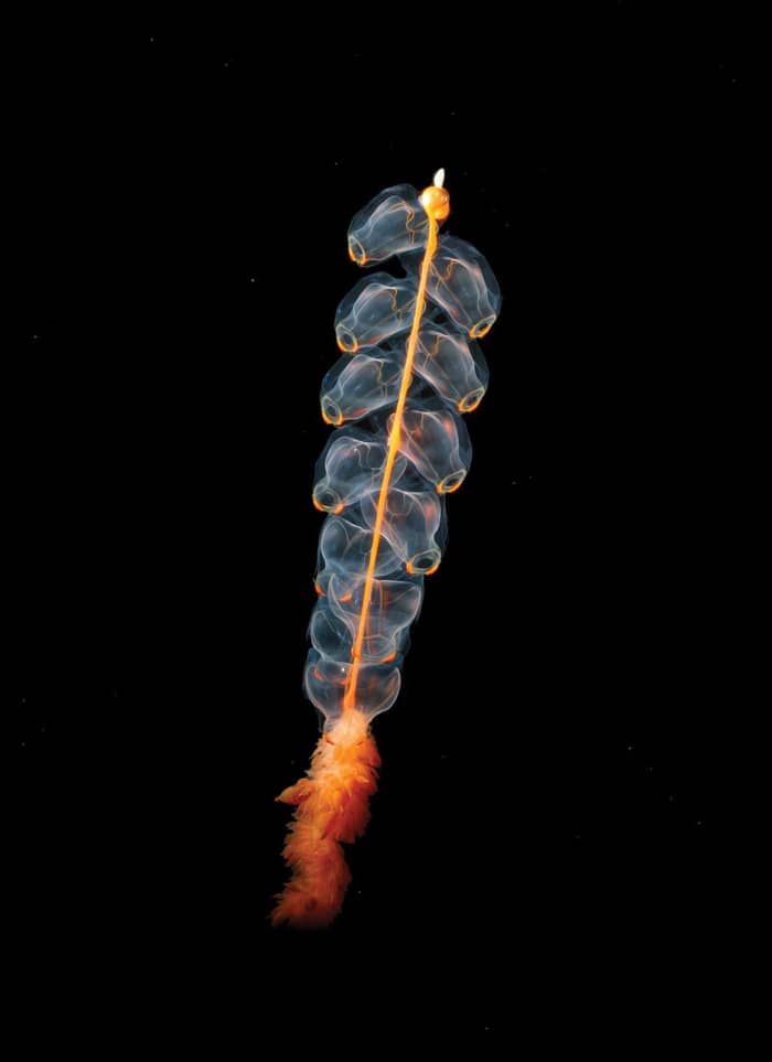 Marrus orthocanna