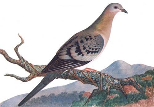 Passenger pigeons used to number in the billions, by far America's most populous birds. They were hunted to extinction by 1914 but could we bring them back by cloning stuffed specimens?