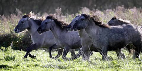 Heck horses were bred to look like the ancient pre-domesticated horses in cave paintings around Europe.